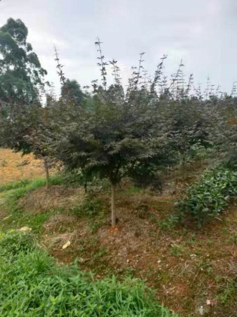 红枫枫树品质优良欢迎各位采购商进店咨询选购