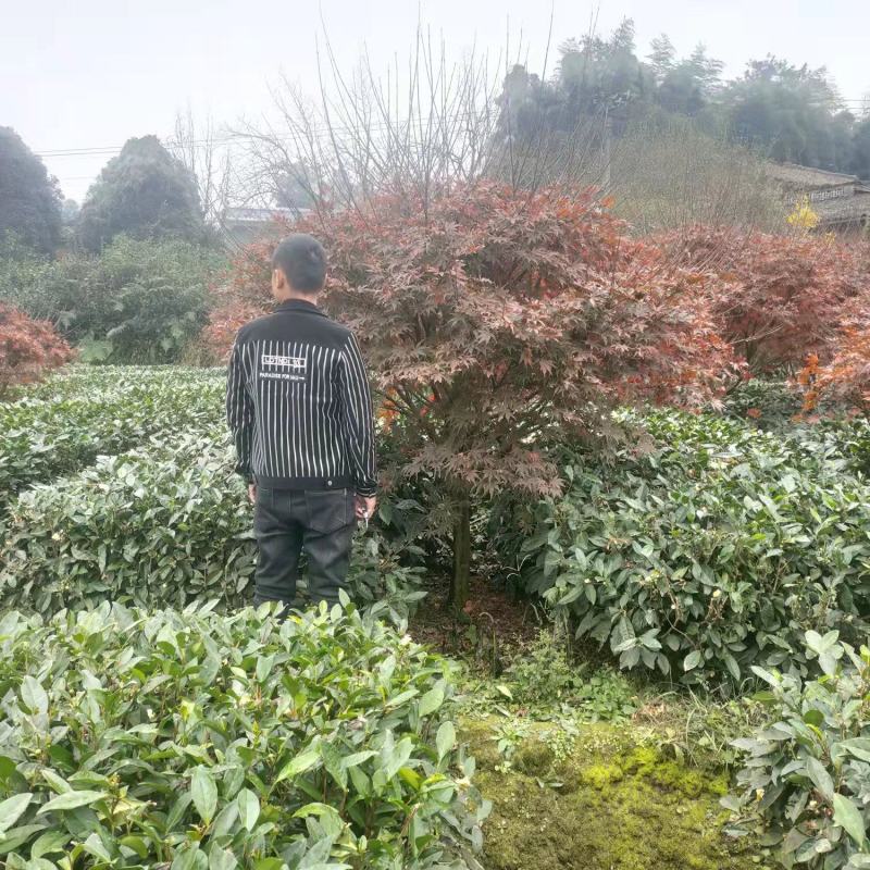 红枫枫树品质优良欢迎各位采购商进店咨询选购