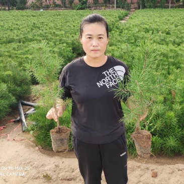 樟子松杯苗四年生黄粘高度40起，50起