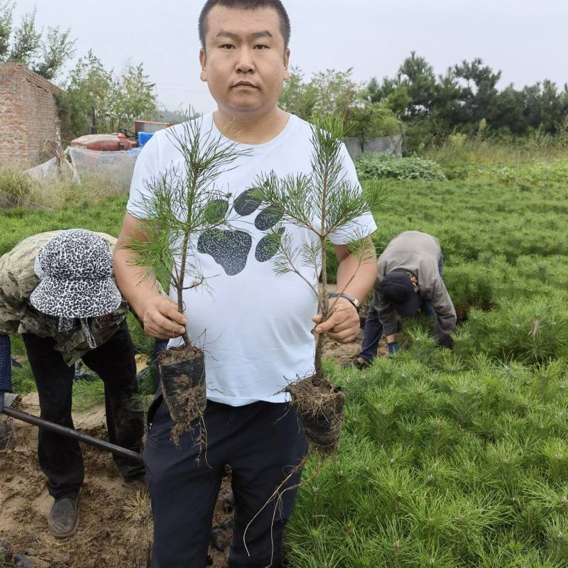 樟子松杯苗四年生黄粘高度40起，50起