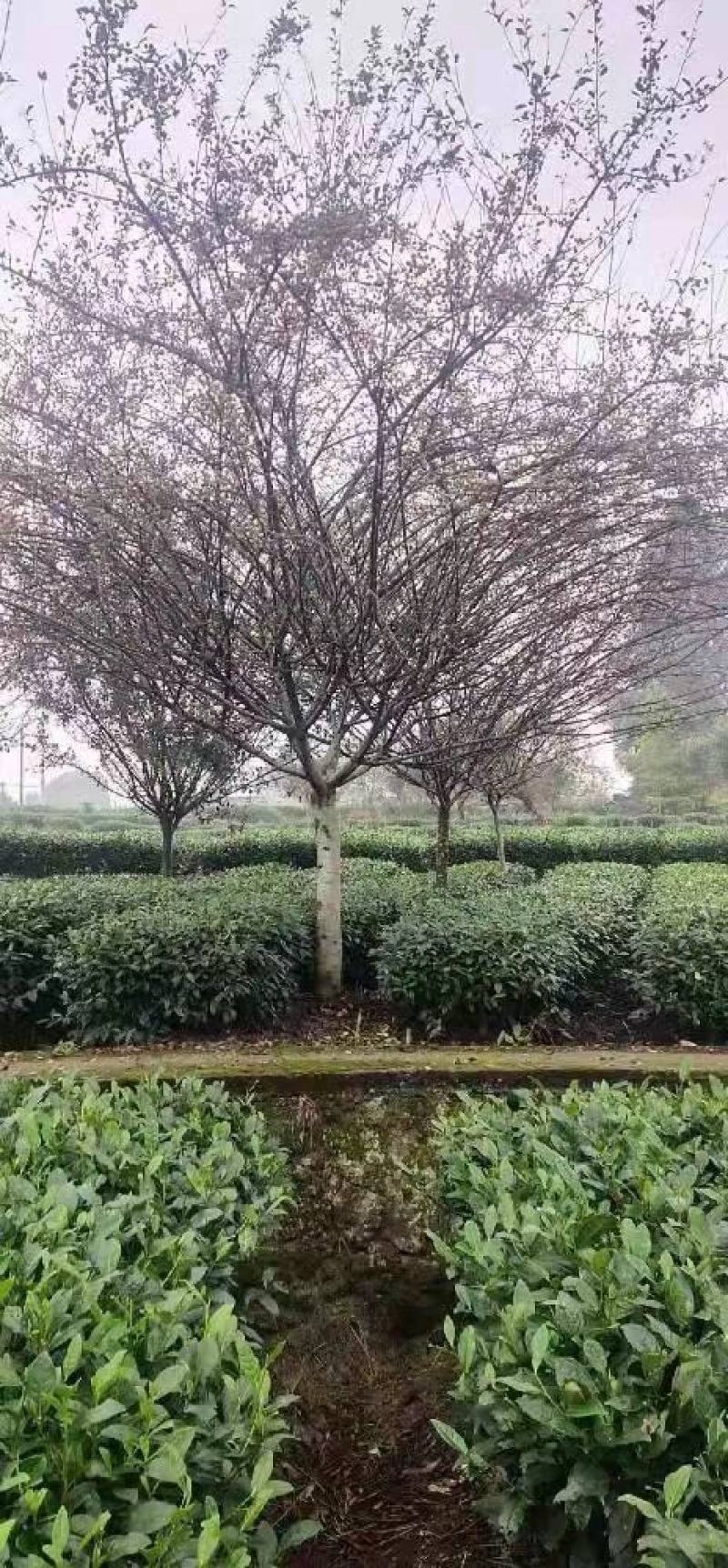 丛生海棠产地直发货品优良欢迎咨询选购