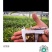 产地直发白芨长期有货***新鲜收割