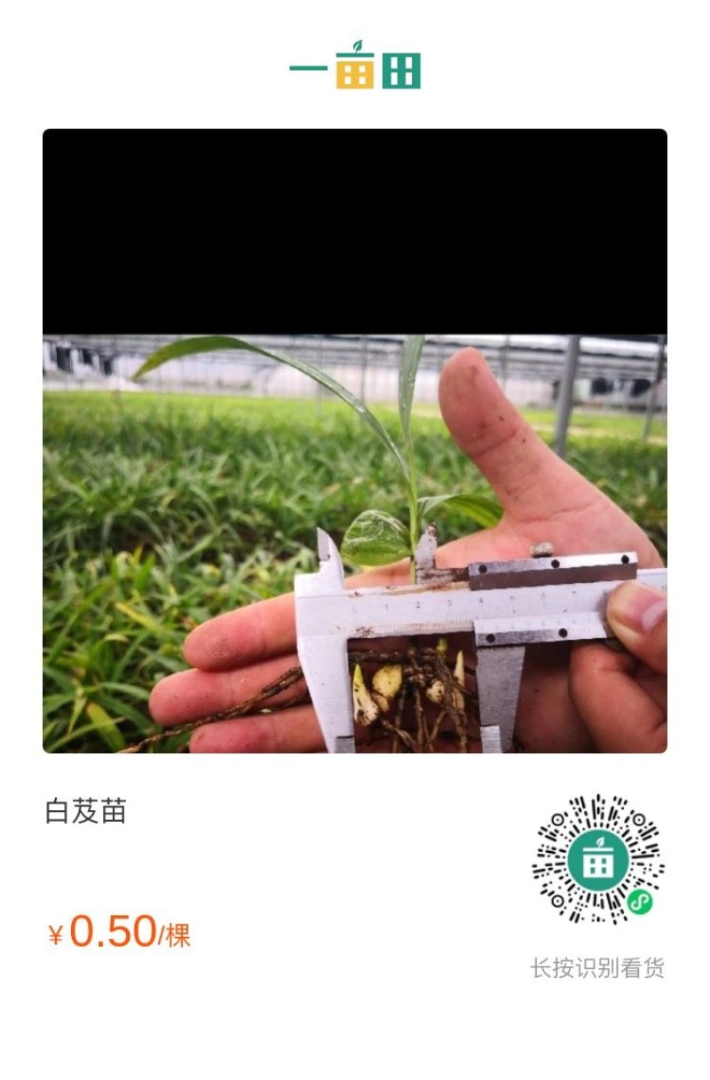 产地直发白芨长期有货***新鲜收割