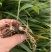 产地直发白芨长期有货***新鲜收割
