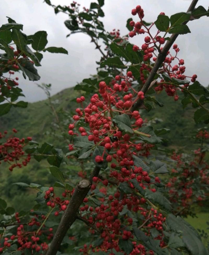 【花椒】正宗茂汶花椒重庆四川专用灌花香肠花椒产地直发