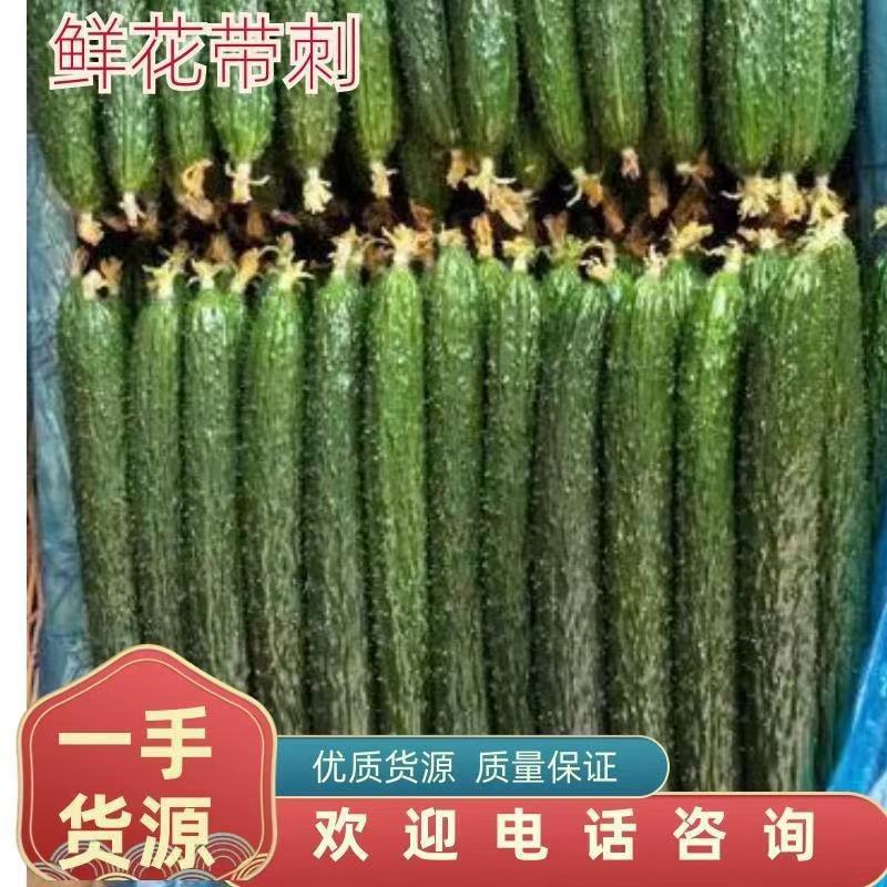 河南密刺黄瓜顶花油瓜绿瓤绿瓜量大质优基地发货