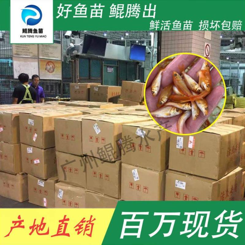 红鲤鱼苗鲲腾鱼苗好鱼苗鲲腾出产地直销百万现货