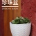 树脂塑料花盆批发绿萝多肉植物盆栽水培花盆带托盘加厚白方形