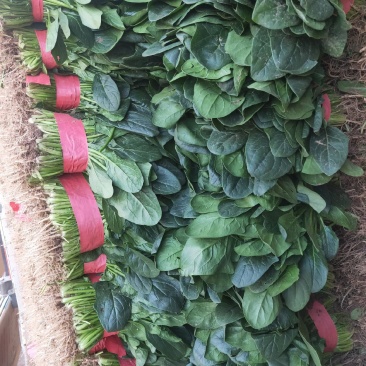 精品菠菜质量高价格美丽，需要的老板联系