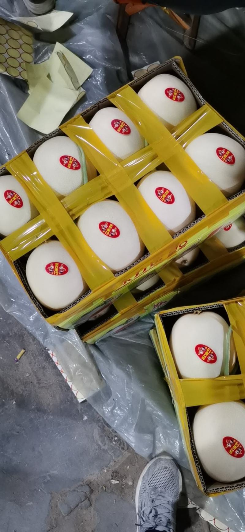 山东省聊城市莘县红金密甜瓜