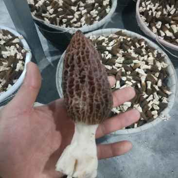 顺丰空运羊肚菌，个头均匀