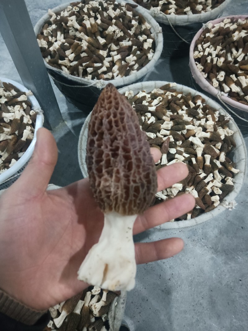 顺丰空运羊肚菌，个头均匀