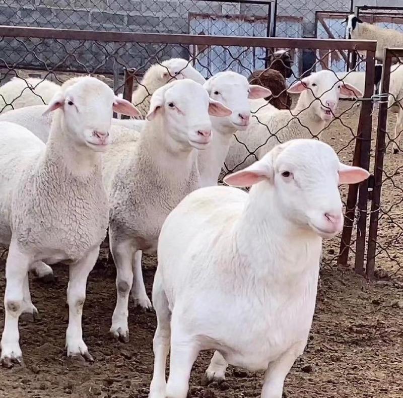 澳洲白头胎二胎怀孕母羊种公羊白头杜泊全国包邮