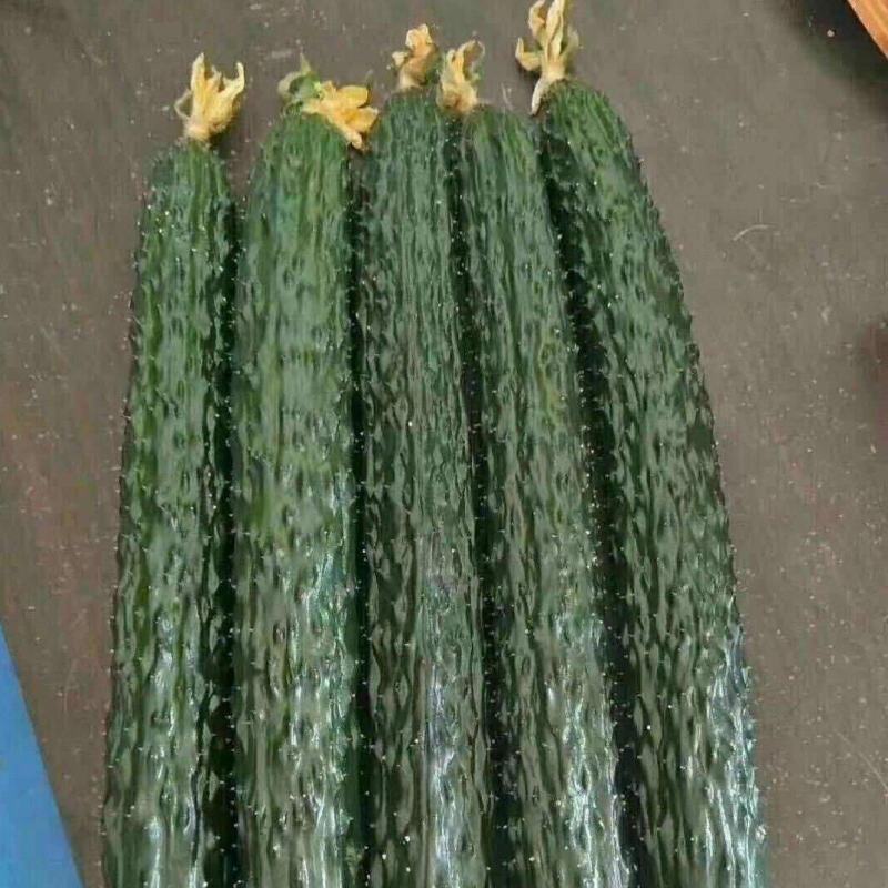 万亩密刺黄瓜商超供货质量保证代发全国