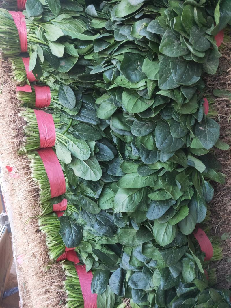 精品菠菜质量高价格美丽，需要的老板联系