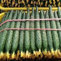 万亩密刺黄瓜商超供货质量保证全国