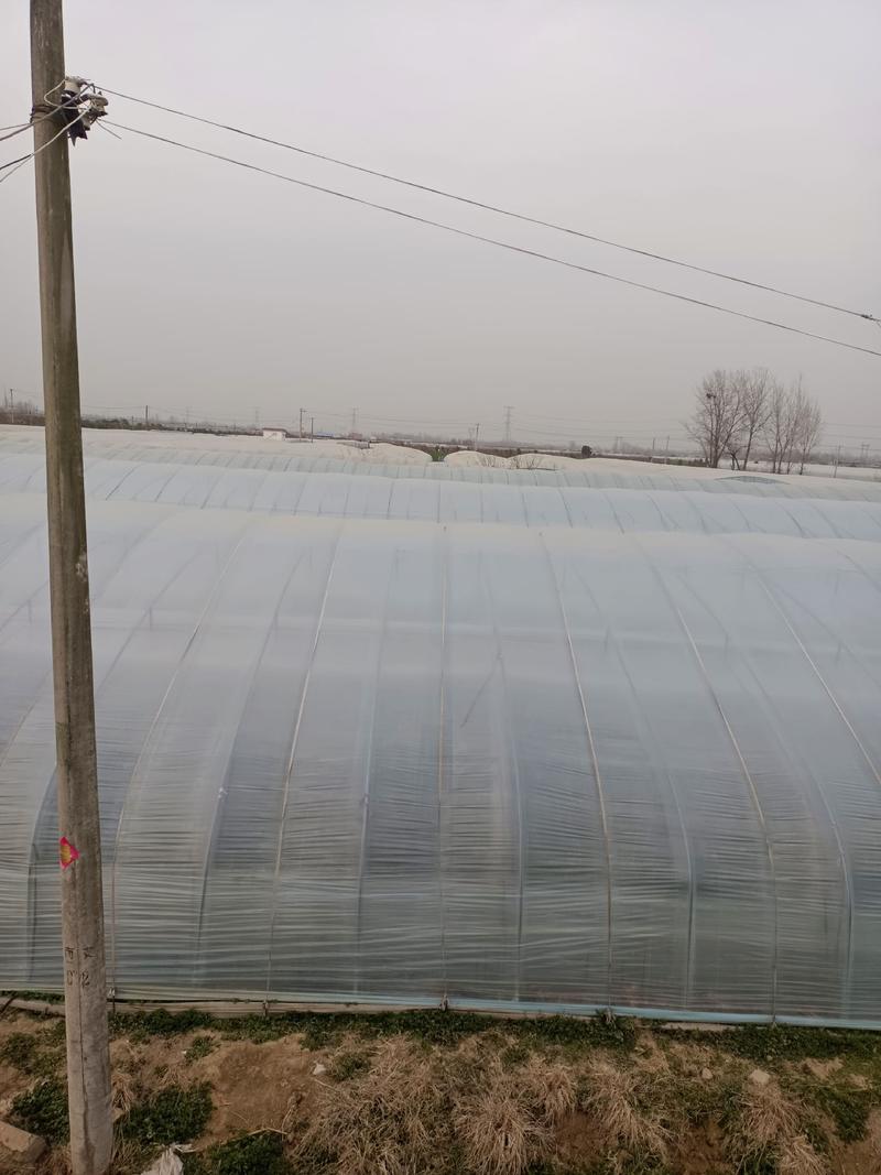 南阳西红柿方城县博望坡千亩西红柿基地。大量供应采购！