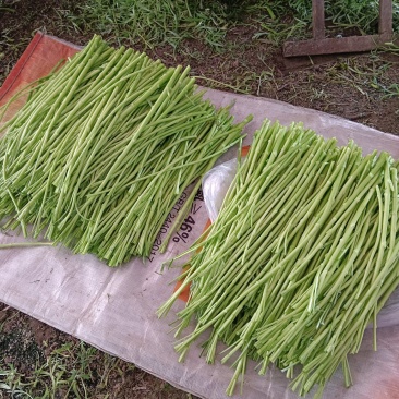 芦蒿自产自销，没有中间商差价