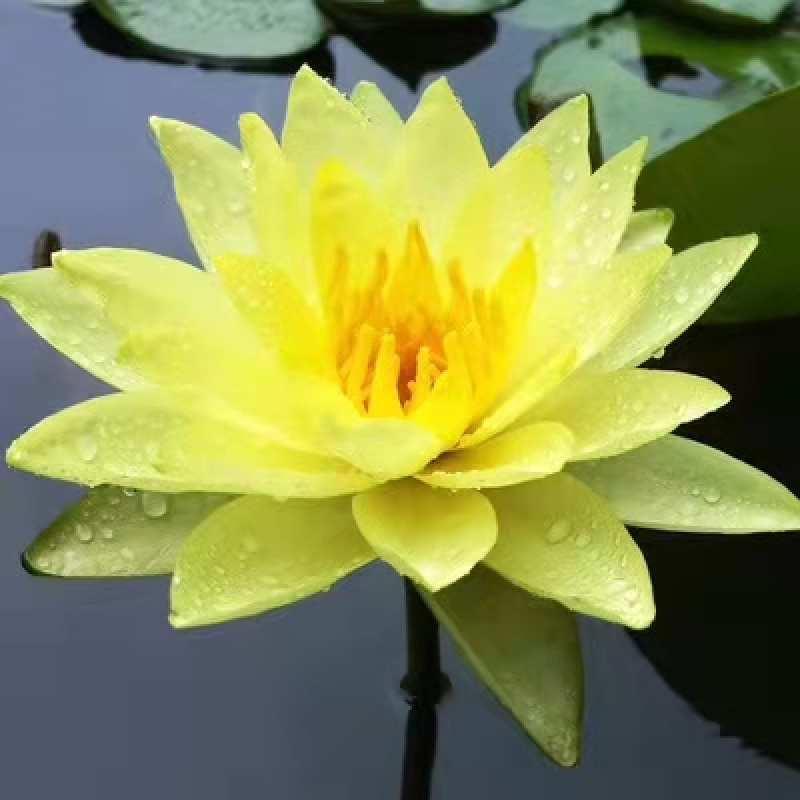 睡莲苗，品种多，成活率高，全国发货，量大从优