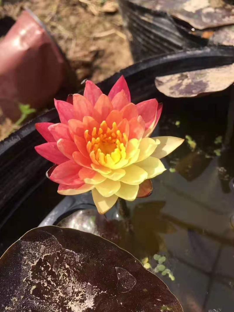 睡莲苗，品种多，成活率高，全国发货，量大从优