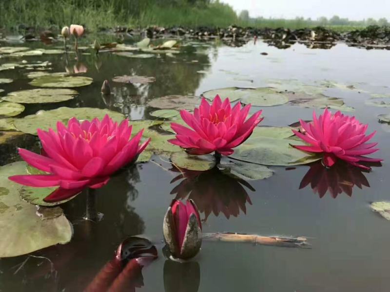 睡莲苗，品种多，成活率高，全国发货，量大从优
