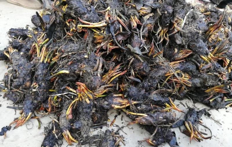 睡莲苗，品种多，成活率高，全国发货，量大从优