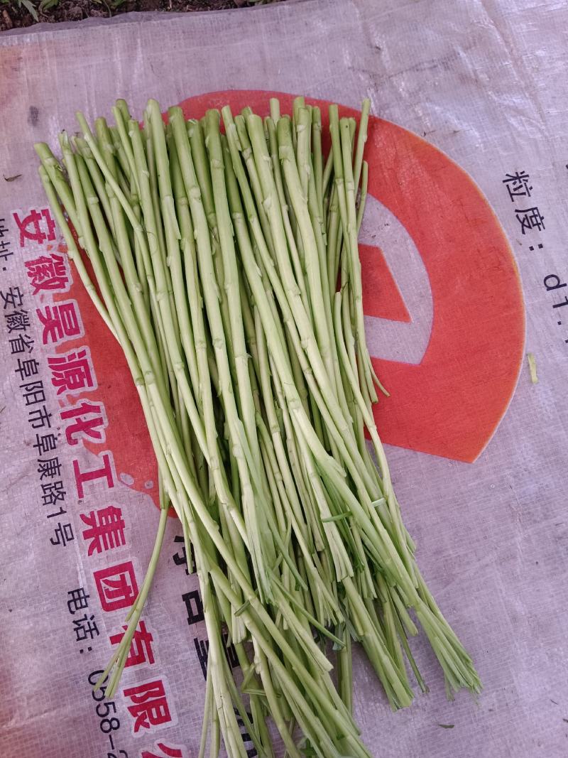芦蒿自产自销，没有中间商差价
