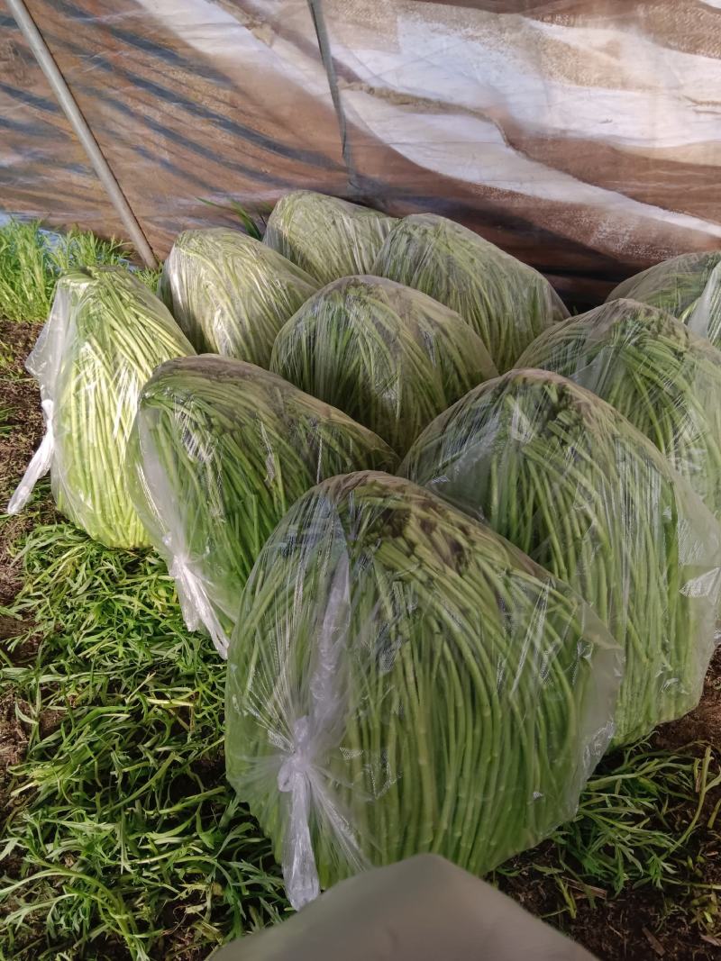 芦蒿自产自销，没有中间商差价