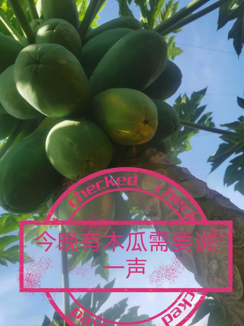 产地直供西双版纳红心木瓜大青中白大白