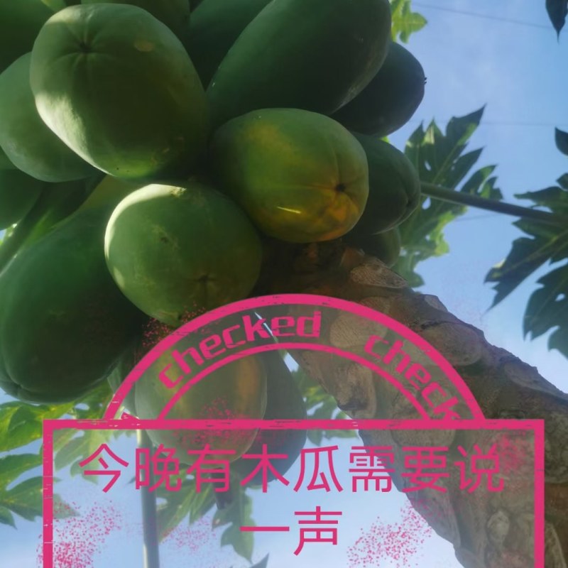 产地直供西双版纳红心木瓜大青中白大白