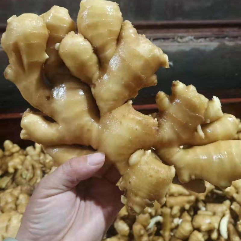 《牛商推荐》山东亩产量过万的大黄姜姜种，小黄姜姜种大量上