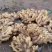 《牛商推荐》山东亩产量过万的大黄姜姜种，小黄姜姜种大量上