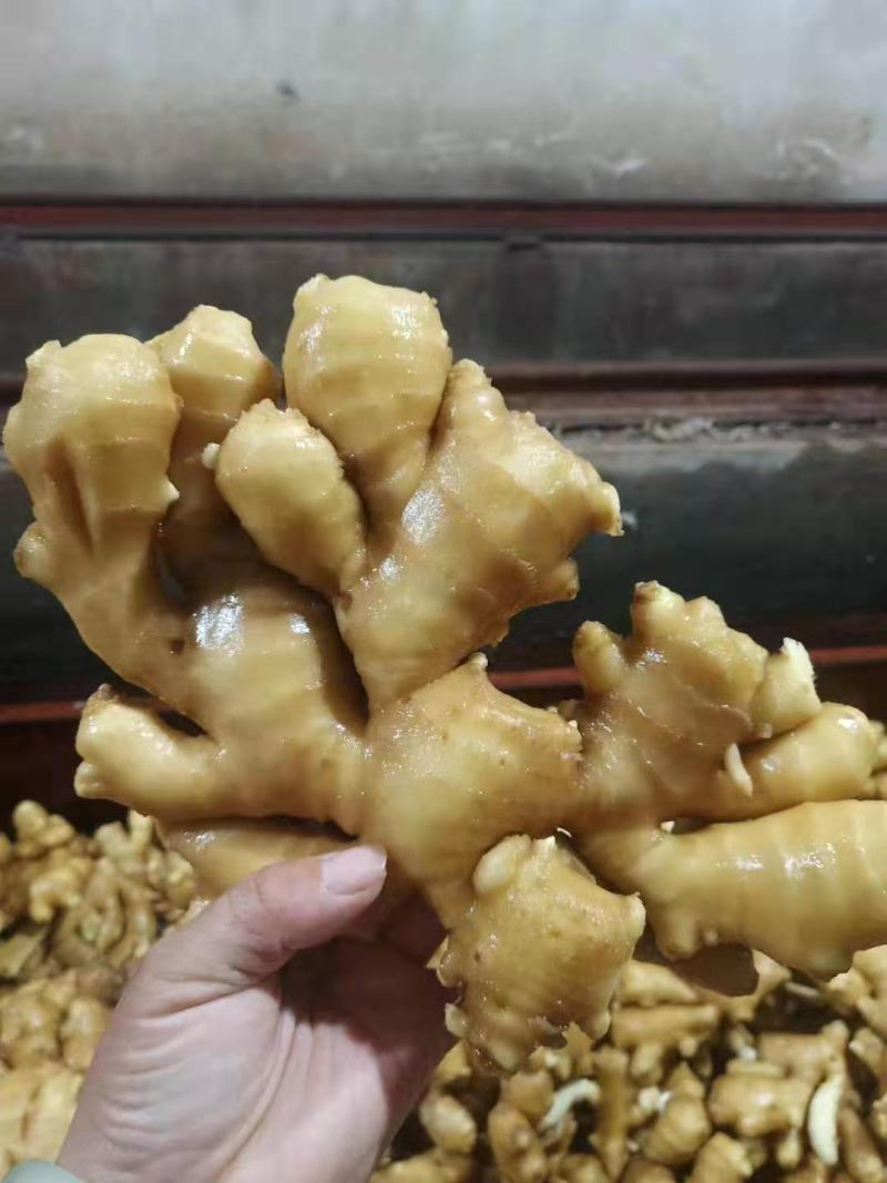 《牛商推荐》山东亩产量过万的大黄姜姜种，小黄姜姜种大量上