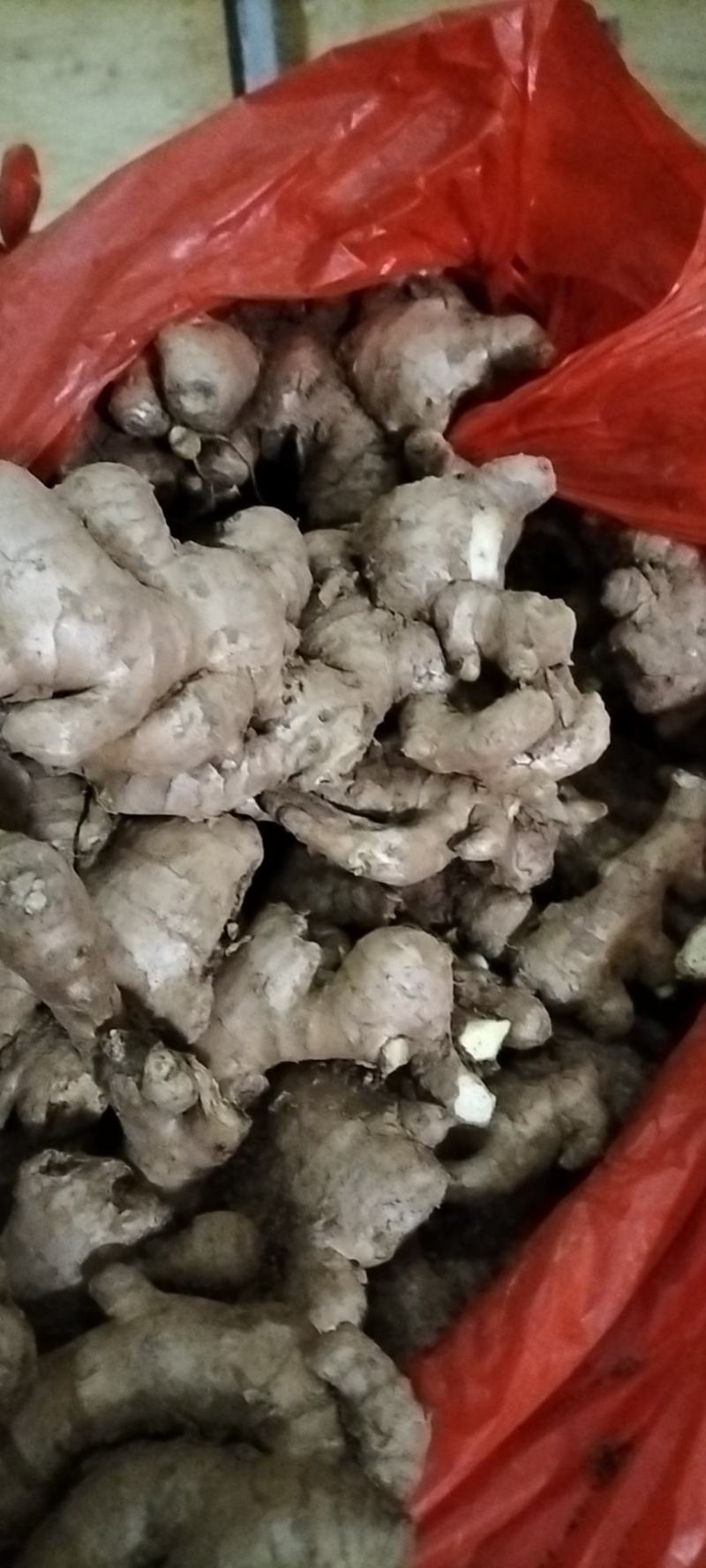 《牛商推荐》山东亩产量过万的大黄姜姜种，小黄姜姜种大量上