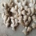 《牛商推荐》山东亩产量过万的大黄姜姜种，小黄姜姜种大量上