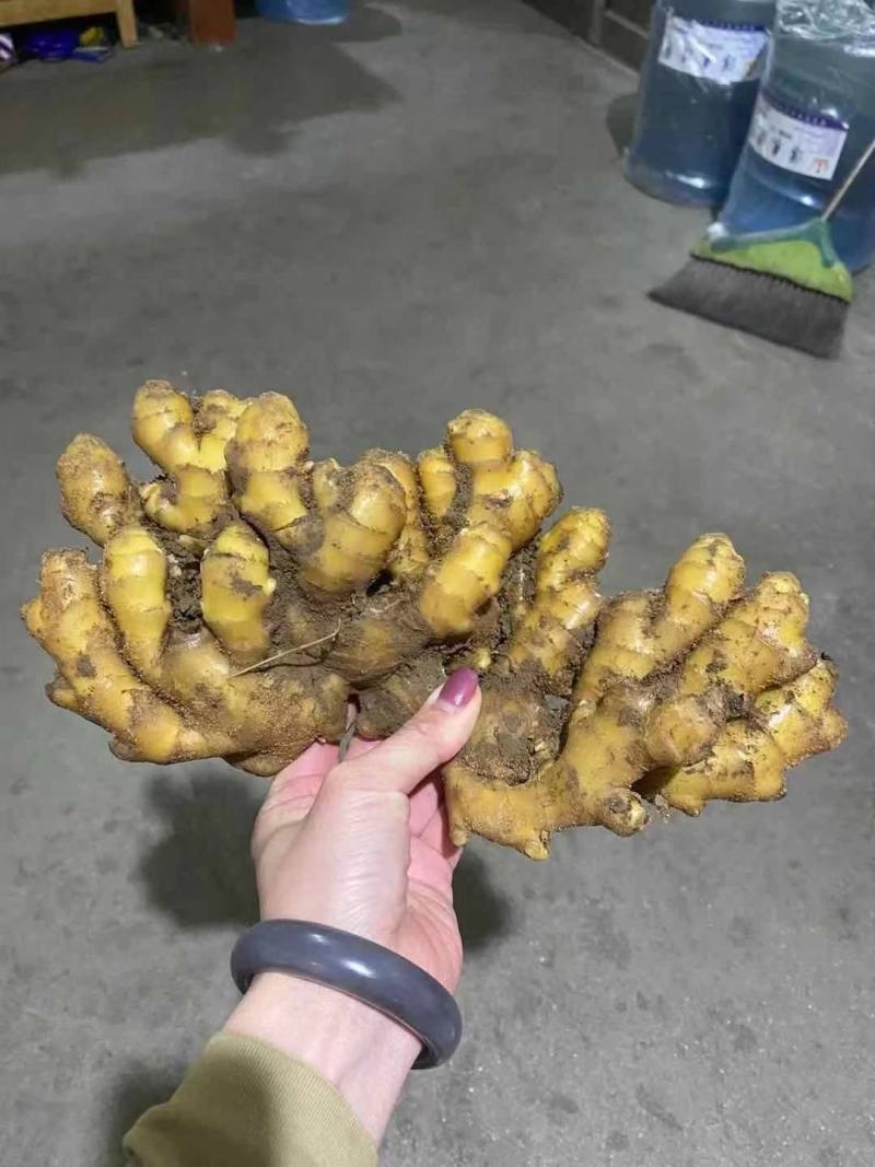 《牛商推荐》山东亩产量过万的大黄姜姜种，小黄姜姜种大量上