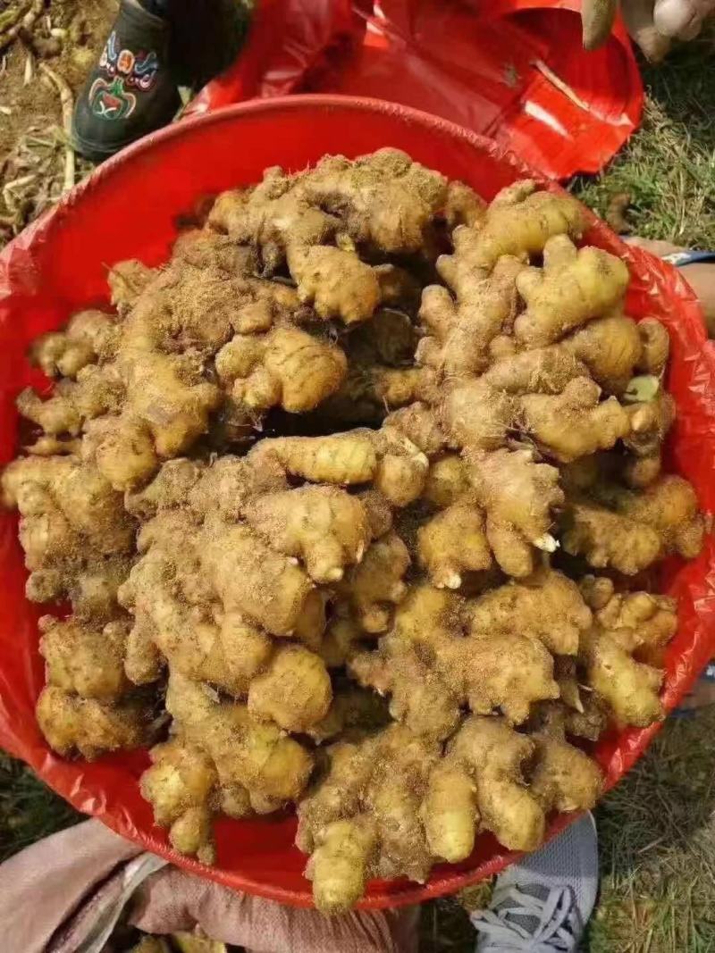 《牛商推荐》山东亩产量过万的大黄姜姜种，小黄姜姜种大量上