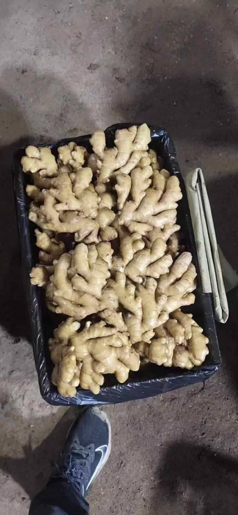 《牛商推荐》山东亩产量过万的大黄姜姜种，小黄姜姜种大量上