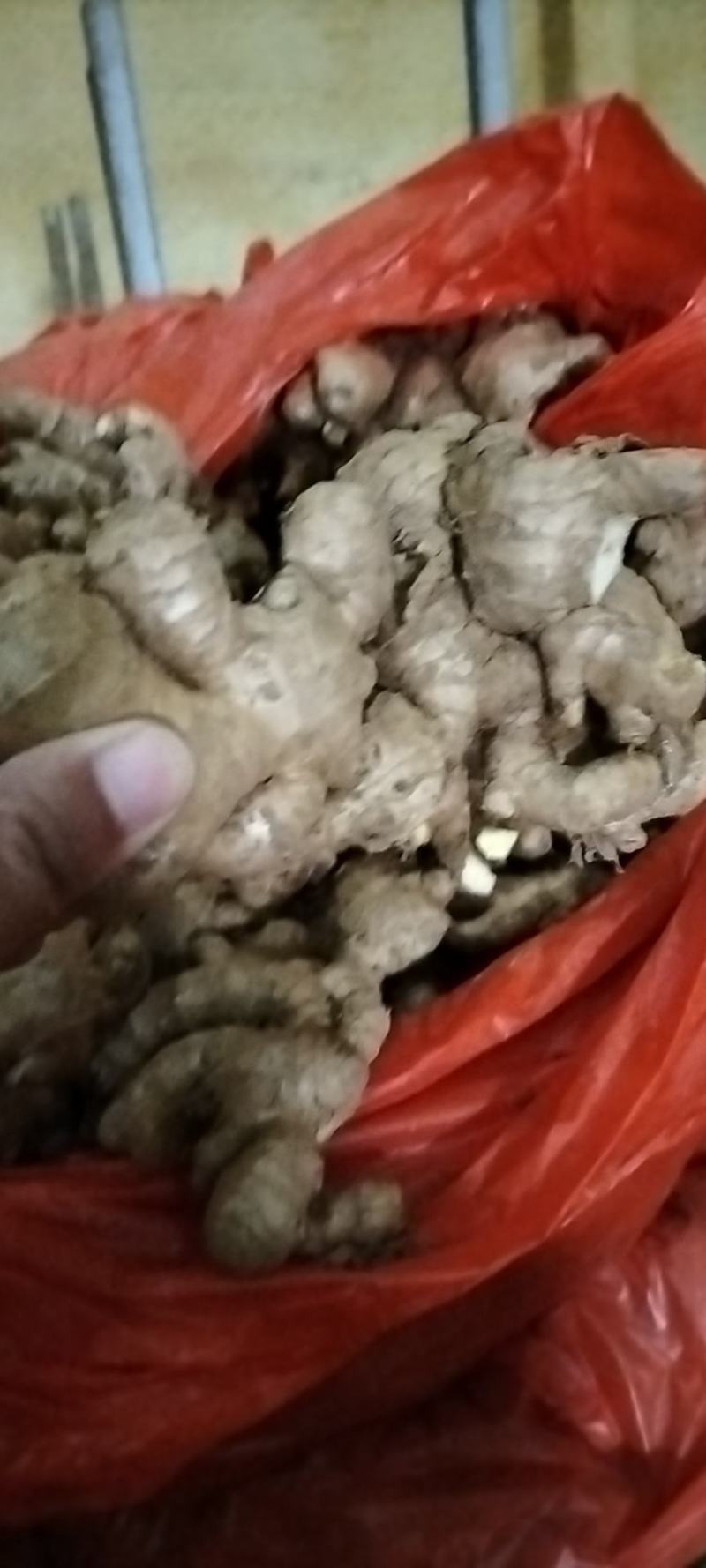 《牛商推荐》山东亩产量过万的大黄姜姜种，小黄姜姜种大量上