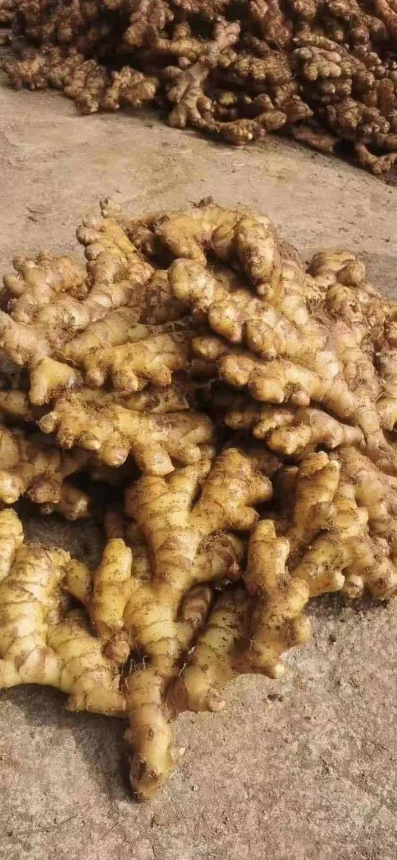 《牛商推荐》山东亩产量过万的大黄姜姜种，小黄姜姜种大量上