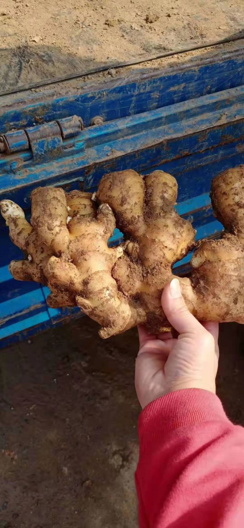 《牛商推荐》山东亩产量过万的大黄姜姜种，小黄姜姜种大量上