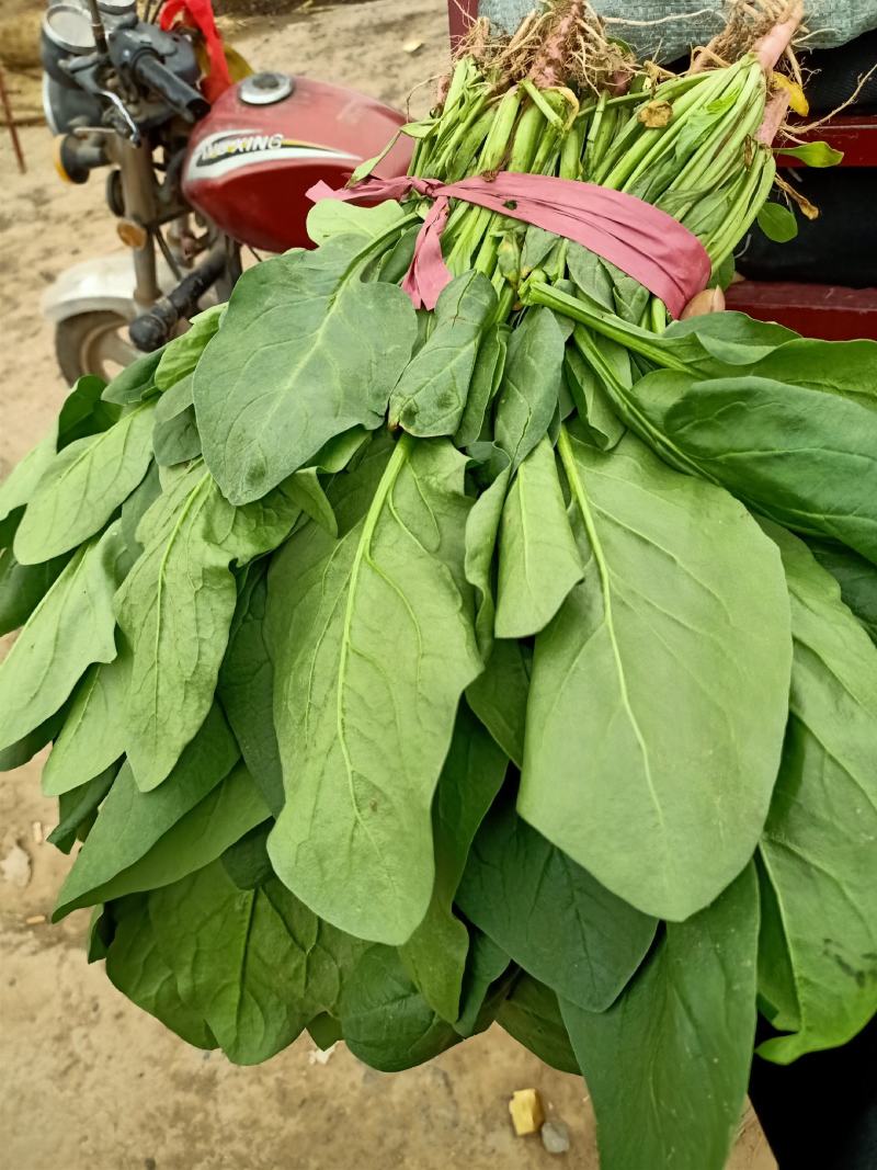 菠菜小叶菠菜精品质量诚信经营质量保证