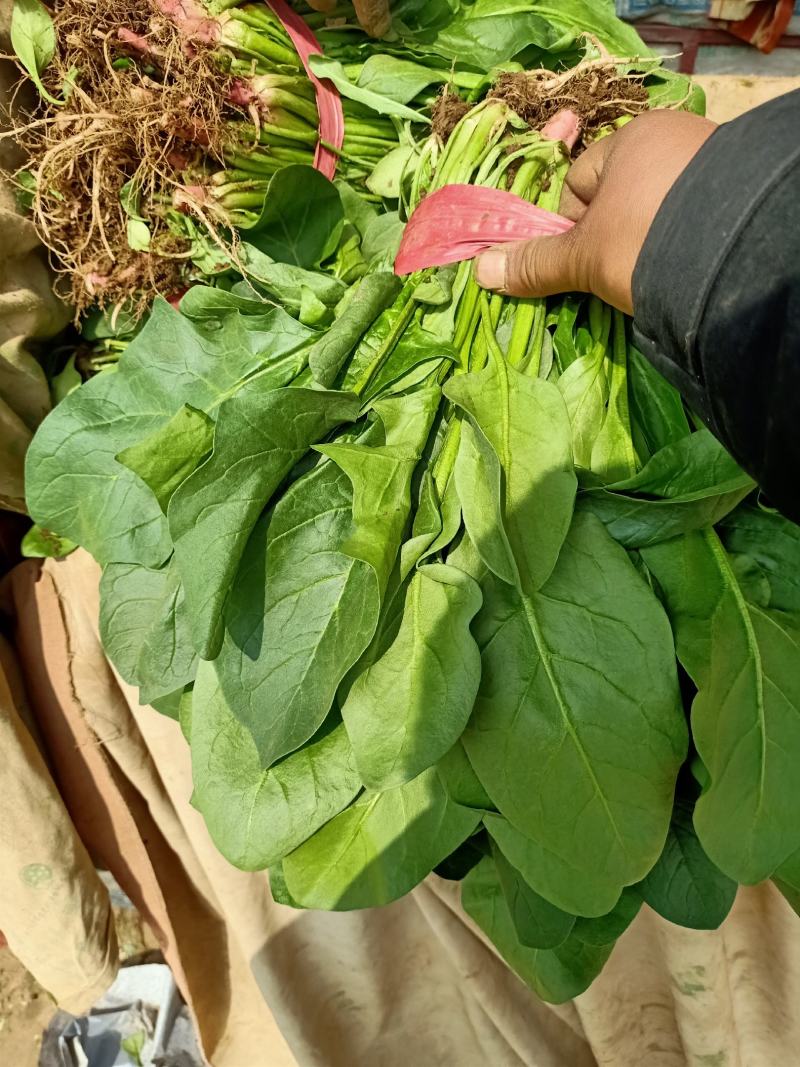 菠菜小叶菠菜精品质量诚信经营质量保证