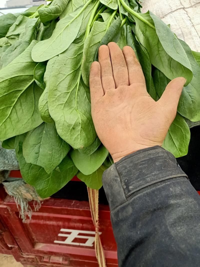 菠菜小叶菠菜精品质量诚信经营质量保证