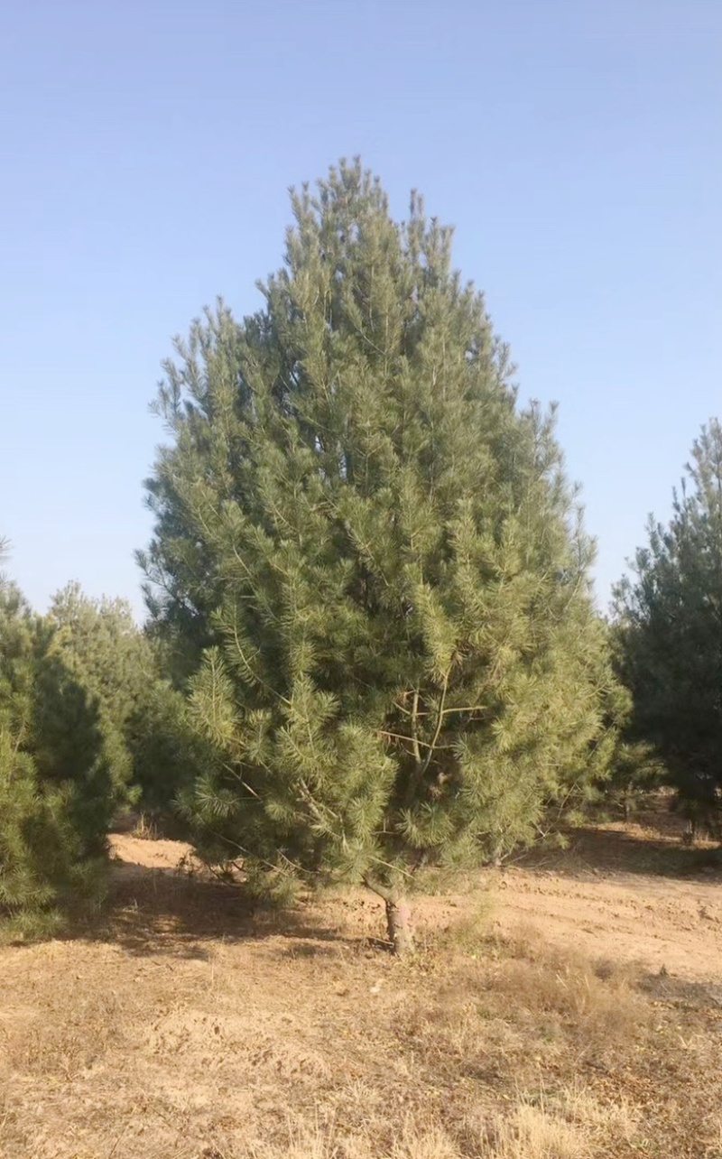 7米白皮松，8米白皮松，一级白皮松，精品白皮松产地分布