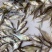 武昌鱼苗淡水鳊鱼三角鳊团头鲂超好养边鱼小型冷水鱼观赏养殖