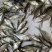 武昌鱼苗淡水鳊鱼三角鳊团头鲂超好养边鱼小型冷水鱼观赏养殖