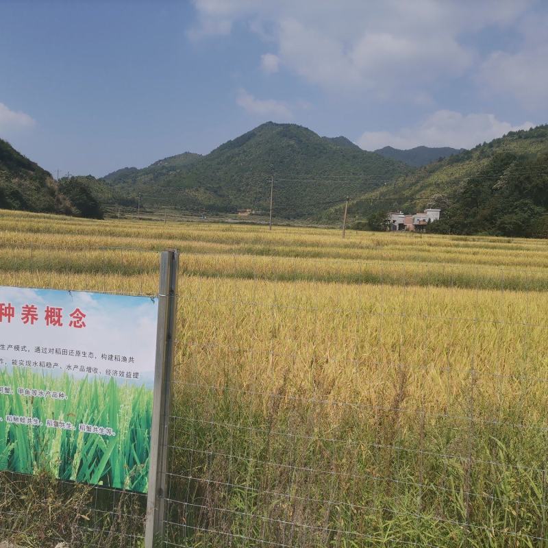 睌稻
