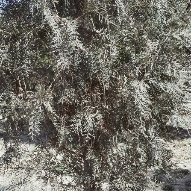 侧柏树苗现货供应中，价格优惠，欢迎订购。