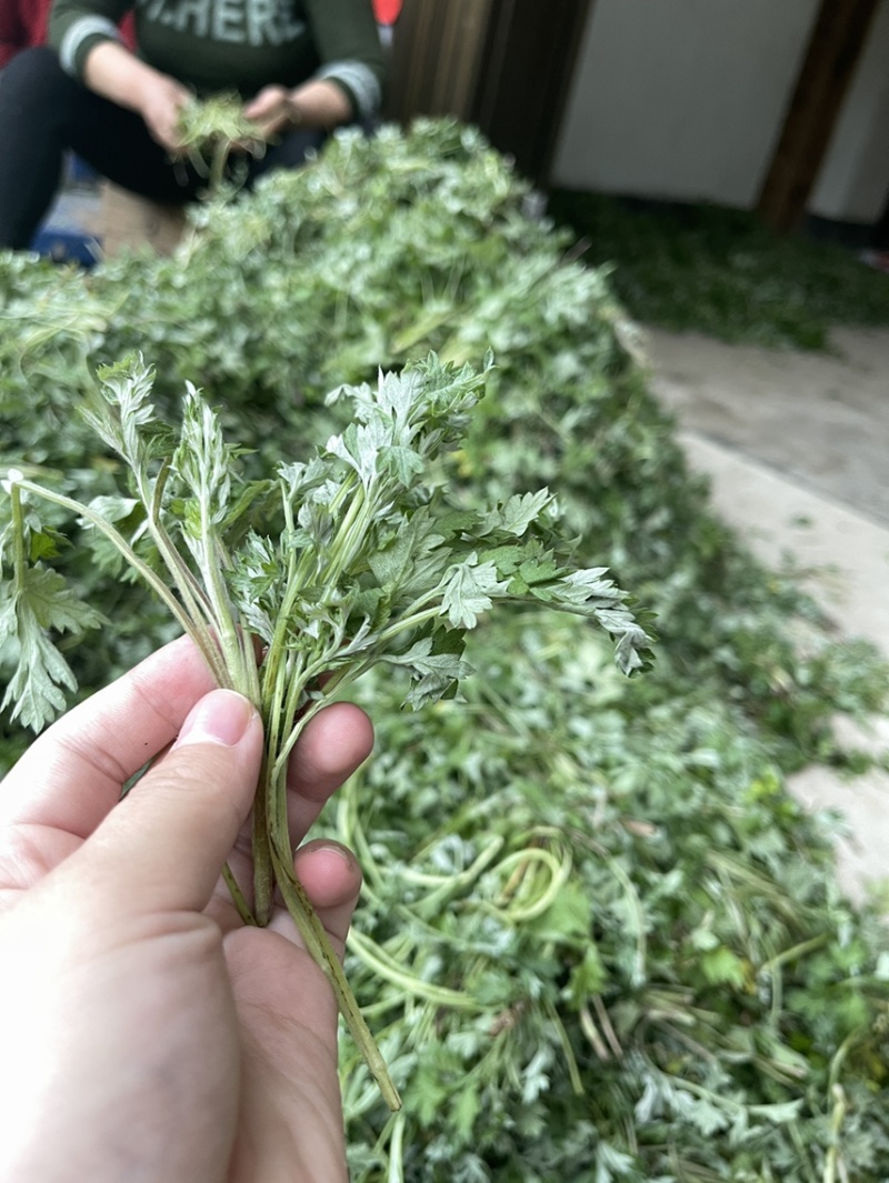 新鲜野生艾草，大量上市